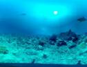 VIDÉO 360° - À Tahiti, plongée avec les requins