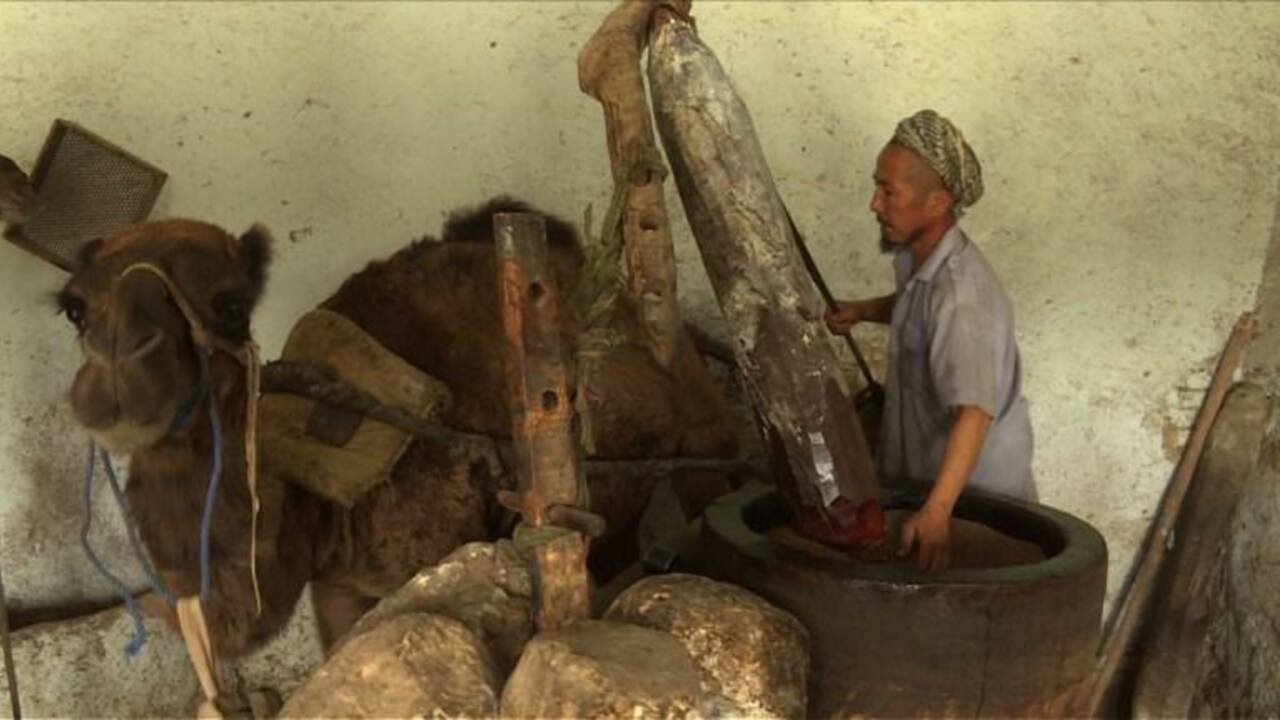 Afghanistan : du sésame et un chameau pour une huile précieuse