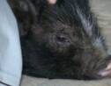 Afrique du Sud: des cochons nains abandonnés en mal d'amour
