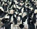 VIDÉO - Antarctique : découverte de 1,5 million de manchots Adélie