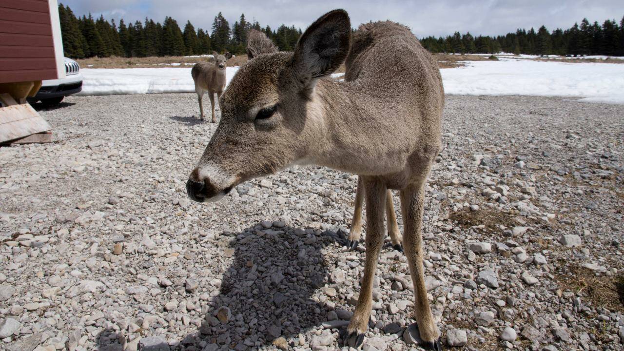 VIDÉO - Au Québec : Anticosti, l'île aux 200 000 Bambi