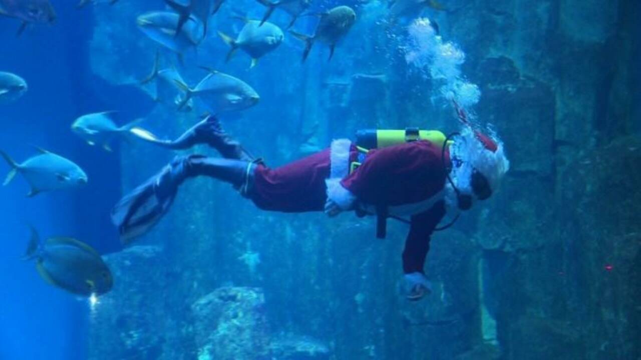 Aquarium de Paris: le Père Noël plonge parmi les poissons