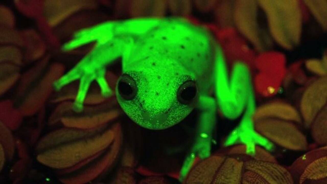 Argentine: première découverte d'une grenouille fluorescente