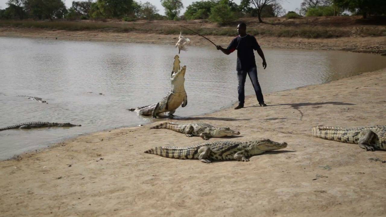 VIDÉO - Dans ce village du Burkina Faso, le crocodile est le meilleur ami de l'homme