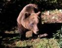 VIDÉO - Au coeur de la Croatie, un refuge pour ours orphelins