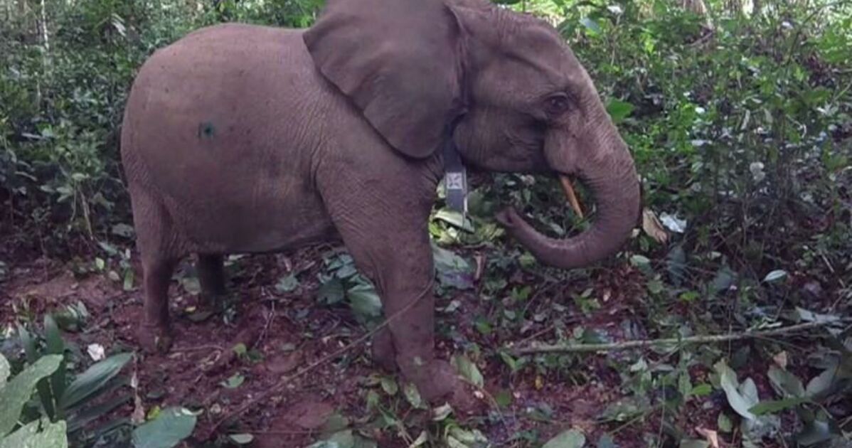 Vidéo Au Gabon Des éléphants à Collier Contre Les - 