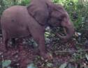 Au Gabon, des éléphants à collier contre les braconniers