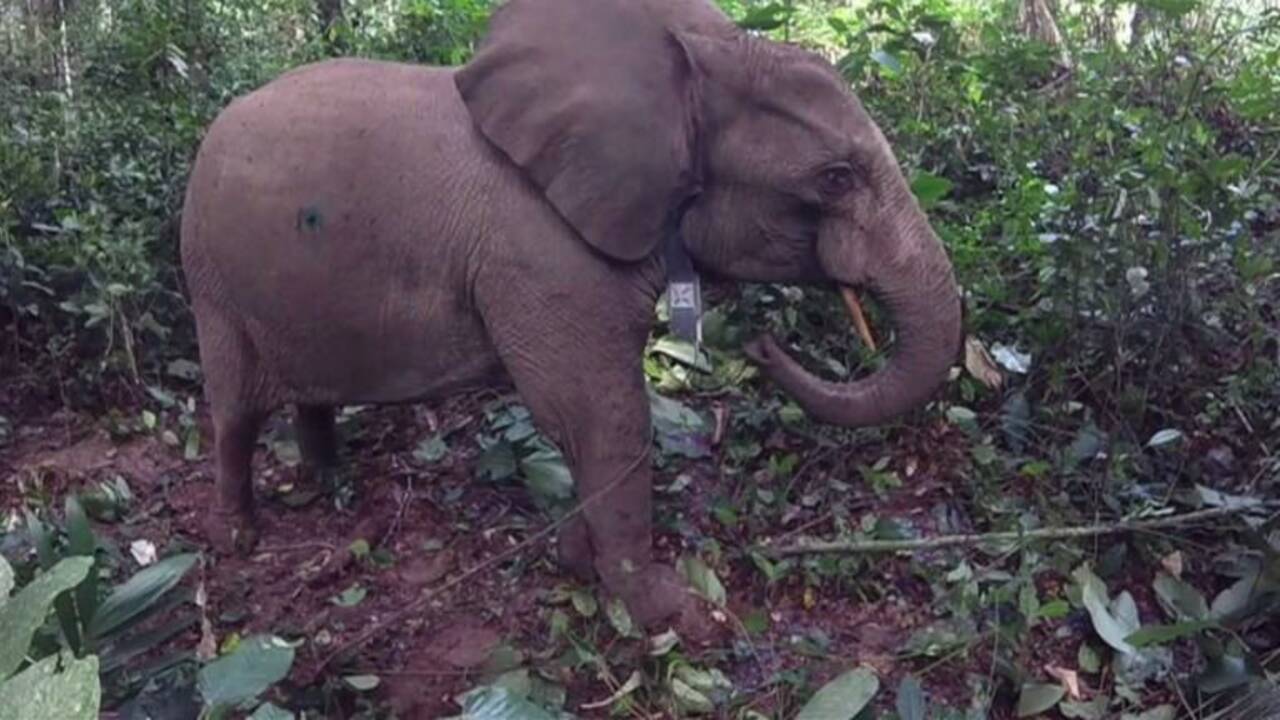 VIDÉO - Au Gabon, des éléphants à collier contre les braconniers