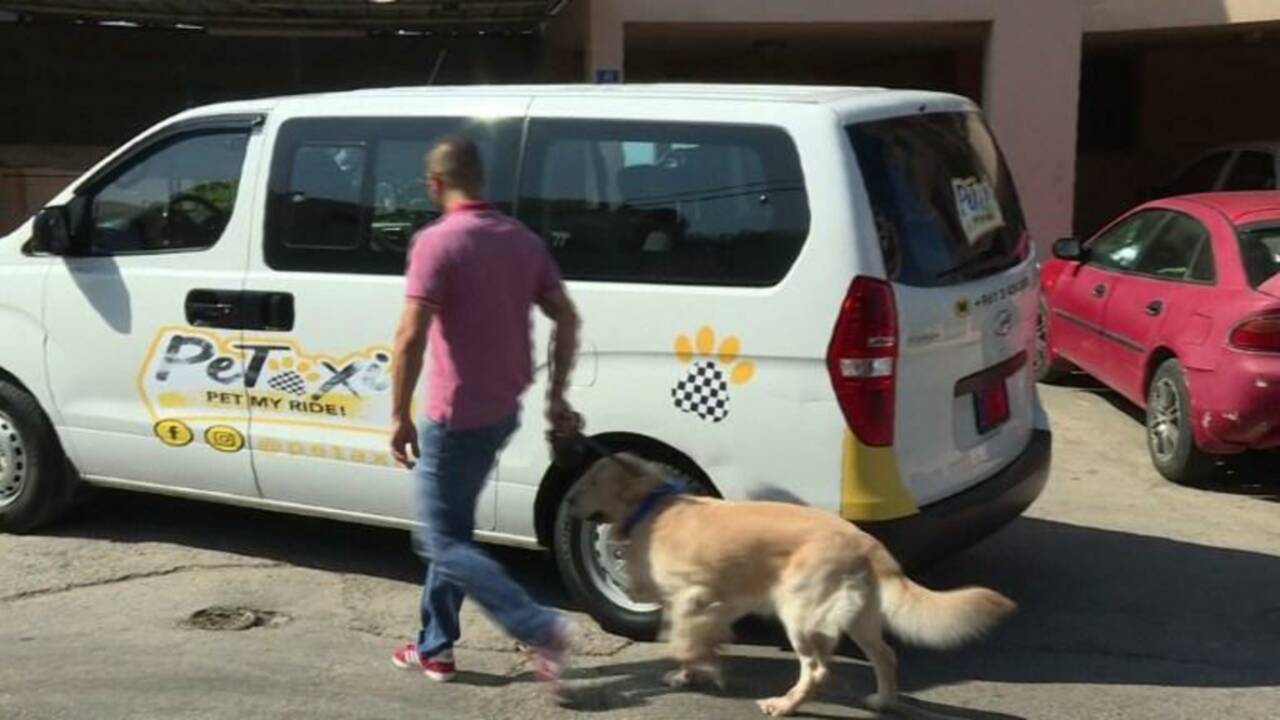 Au Liban, un taxi spécial pour les chiens et chats