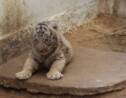 Au Mexique, naissance de deux petits tigres blancs