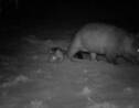 Australie: naissance d'un rarissime wombat à nez poilu du Nord