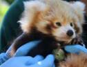 Australie: premier bilan de santé pour un bébé panda roux