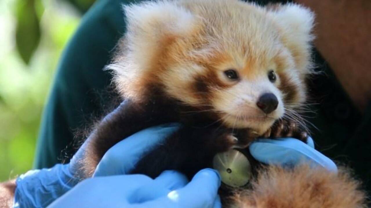 Australie: premier bilan de santé pour un bébé panda roux