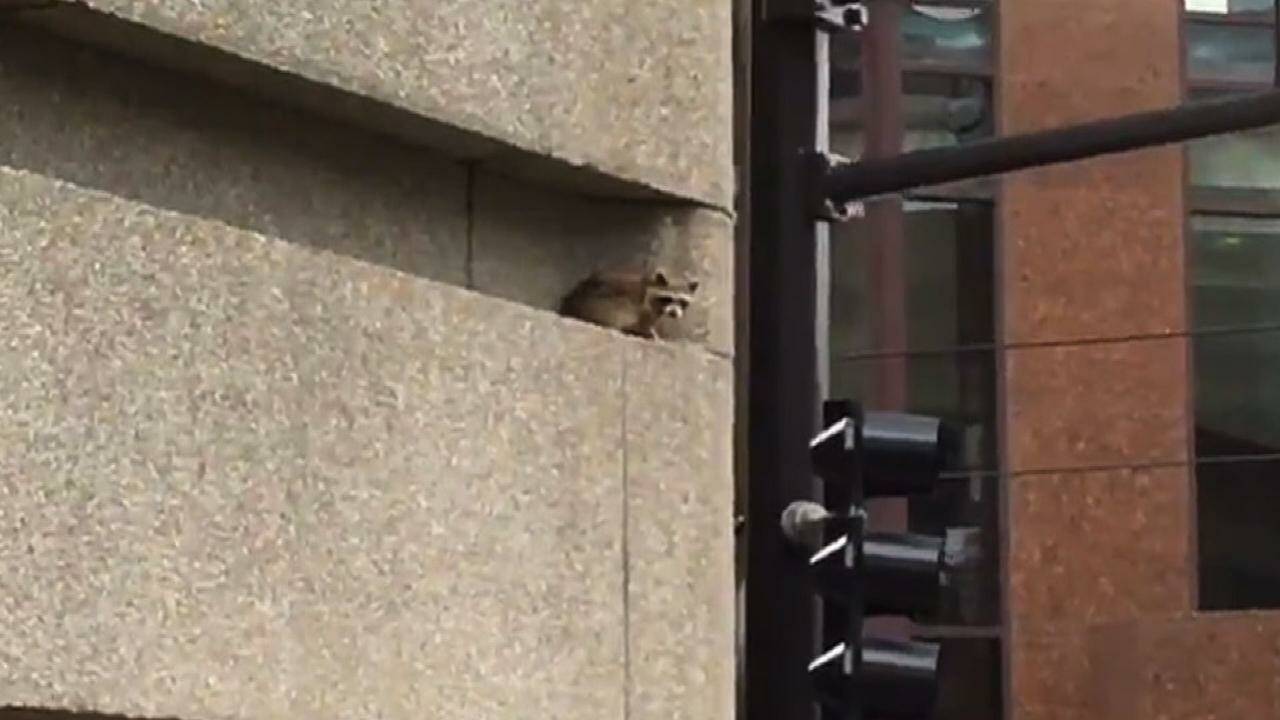 VIDÉO – Aux Etats-Unis, un raton laveur escalade un gratte-ciel et s'en sort indemne