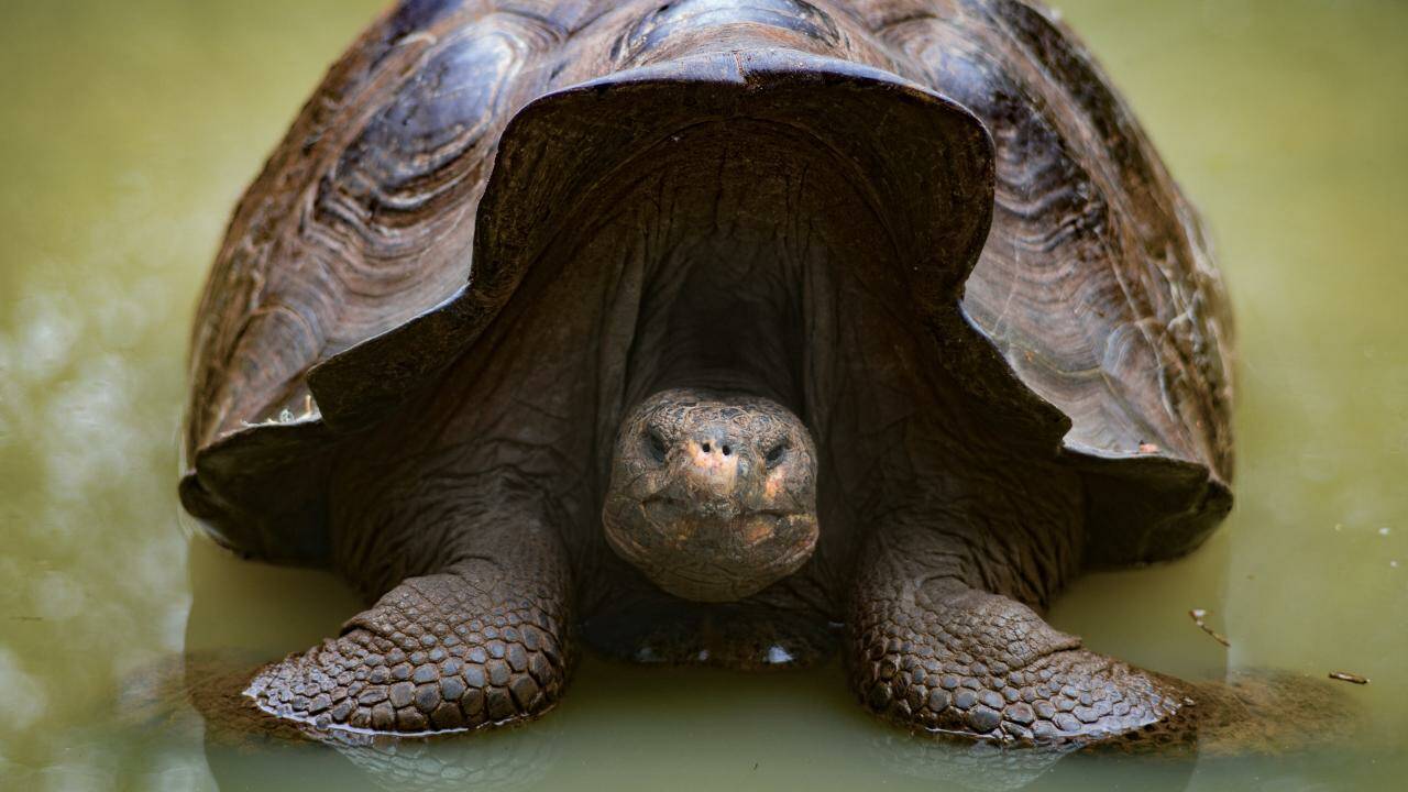On a rencontré les tortues géantes des Galápagos