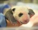 Beauval: croissance sous étroite surveillance pour le bébé panda