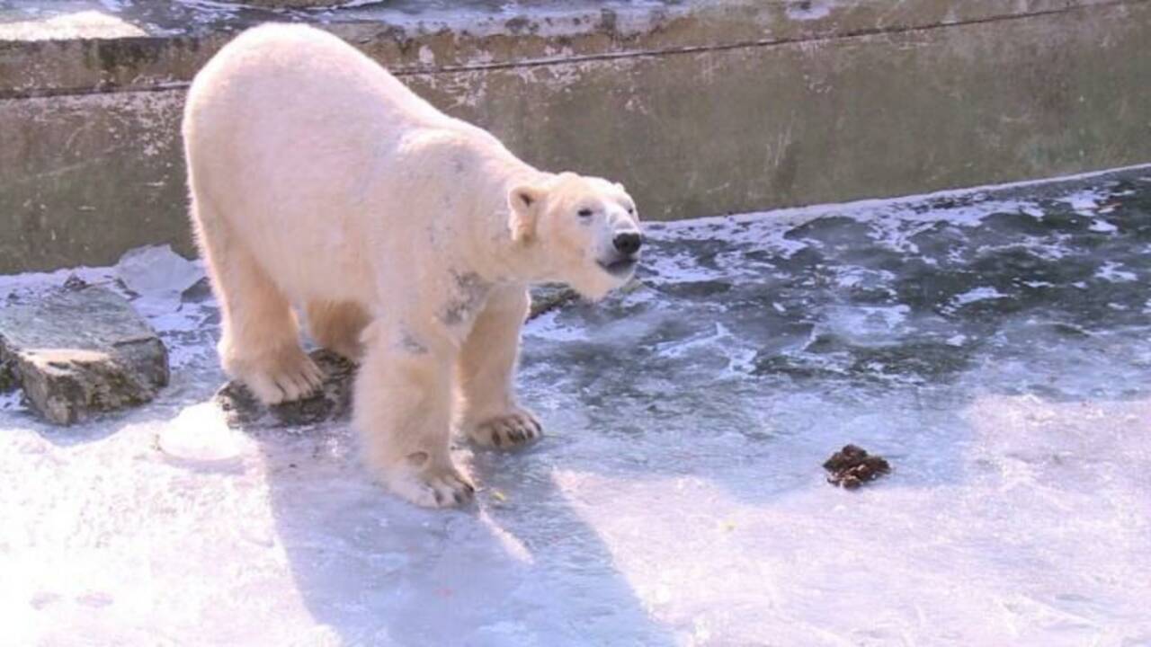 Berlin: les ours polaires du zoo profitent du temps glacial