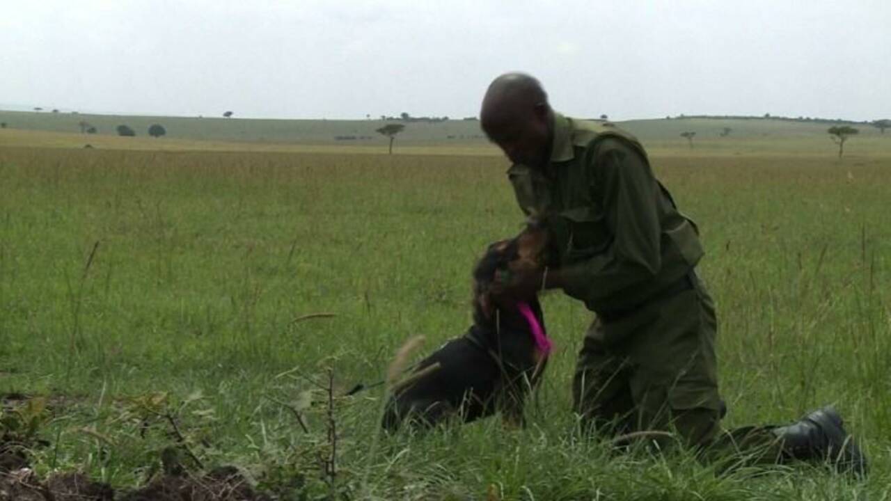 Braconnage : dans la savane kényane, le chien est le meilleur ami des animaux