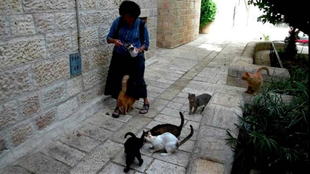 C'est la nuit à Jérusalem, l'heure où rôde la "dame aux chats"