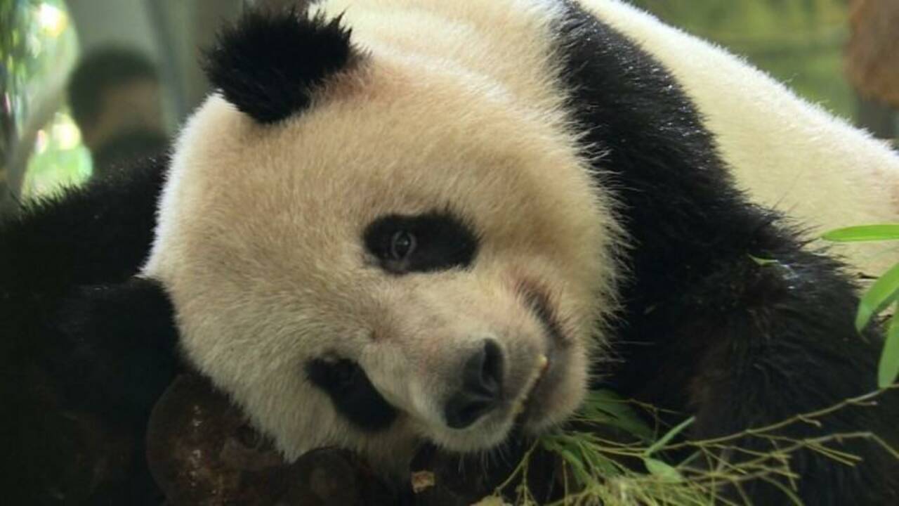 Canicule en Chine: pandas et tigres tirent la langue au zoo