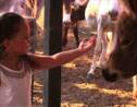 Chili: Une mère veut faire connaître les vertus du lait d'ânesse