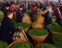 Chine : l'art du thé au Sichuan, de la plante à la tasse