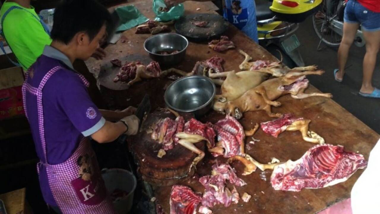 VIDÉO - En Chine, la fête de la viande de chien a débuté comme prévu