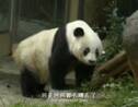 Chine: le plus vieux panda en captivité du monde est mort