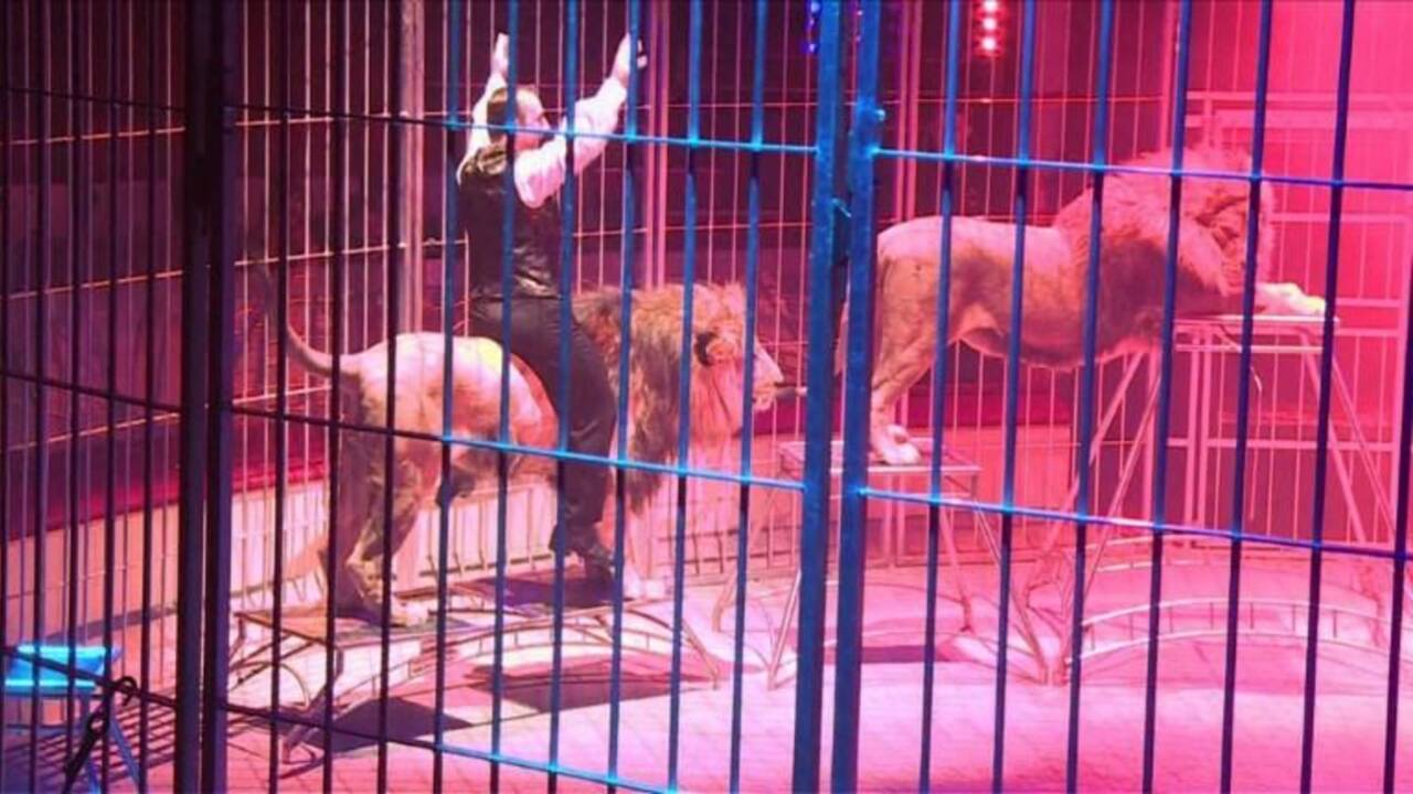 Cirque: le recours aux animaux sauvages fait débat