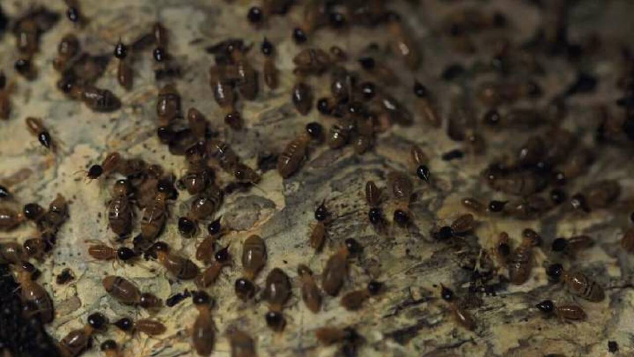 VIDÉO - Copier les termites pour produire du biogaz