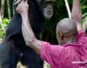 Côte d'Ivoire: Ponso, dernier survivant de l'île aux chimpanzés