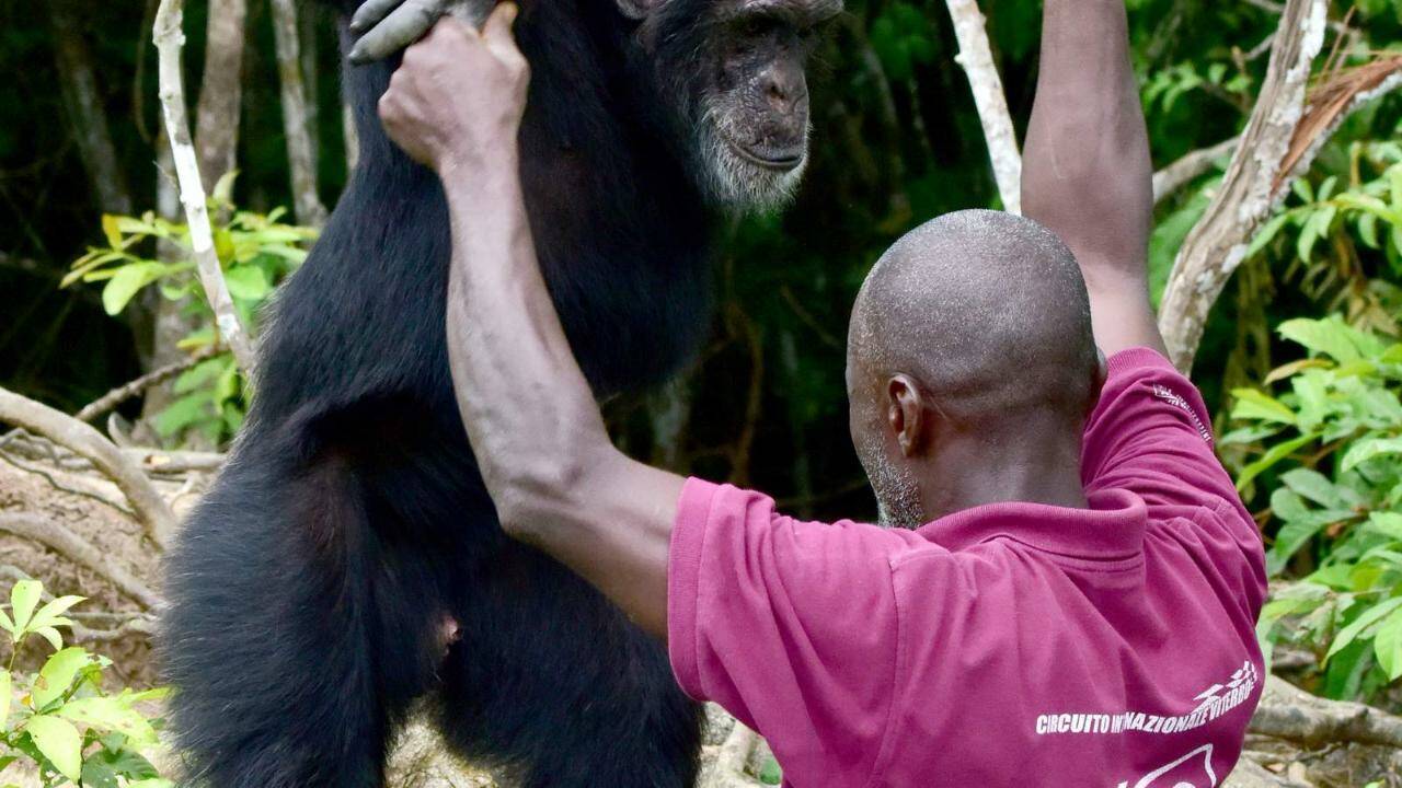 En Côte d'Ivoire, Ponso, dernier survivant de l'île aux chimpanzés