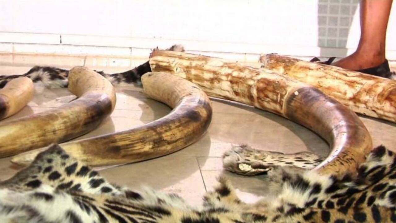 Côte d'Ivoire: saisie de 60kg d'ivoire et des peaux de panthères