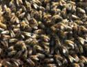 Dans la grande ruche parisienne, les abeilles font leur miel