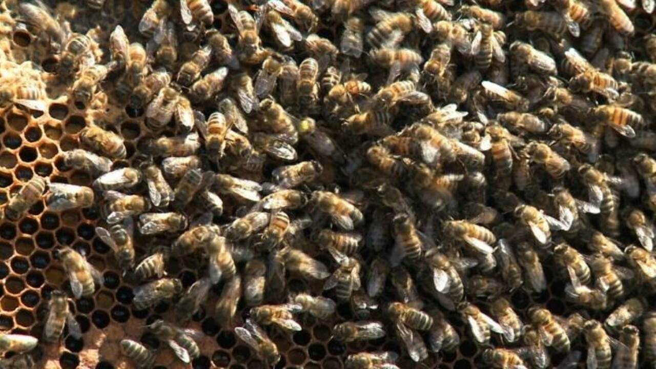 Dans la grande ruche parisienne, les abeilles font leur miel