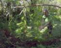 VIDÉO 360° - A La Réunion, dans les champs de vanille