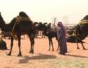 Dans un concours saoudien de chameaux, la beauté sans botox