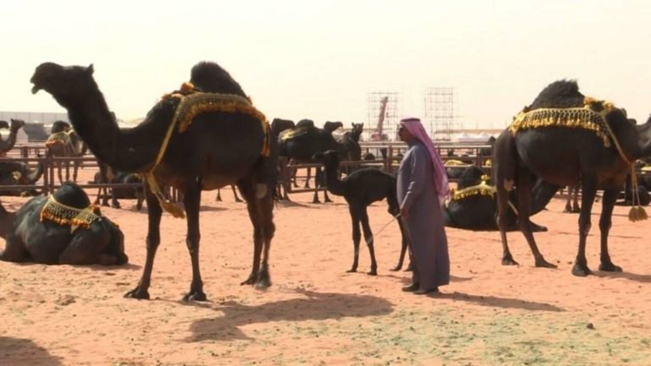 Dans un concours saoudien de chameaux, la beauté sans botox