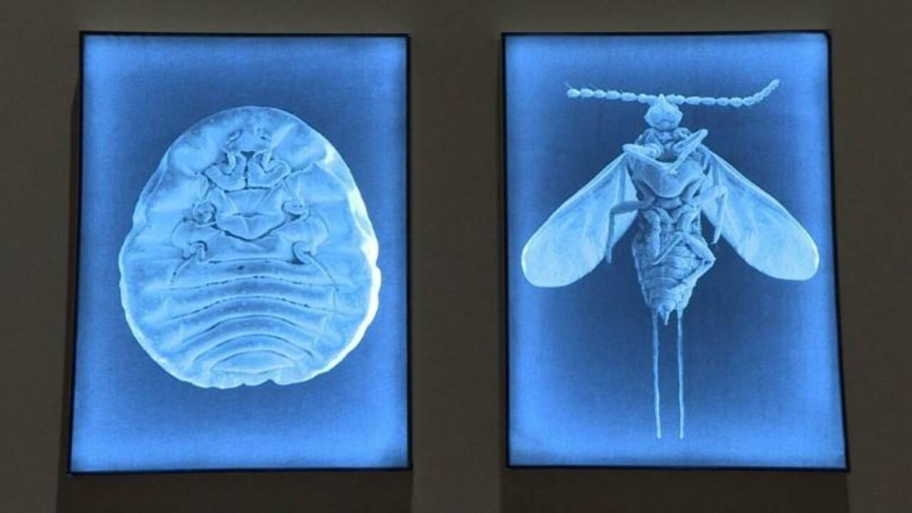 De parasite à œuvre d'art: Mexico honore un insecte "artistique"