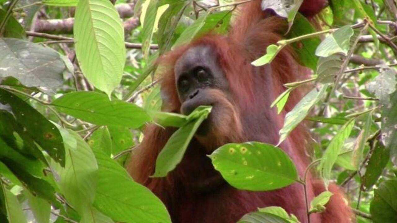 Découverte d'une nouvelle espèce rare d'orang-outan en Indonésie