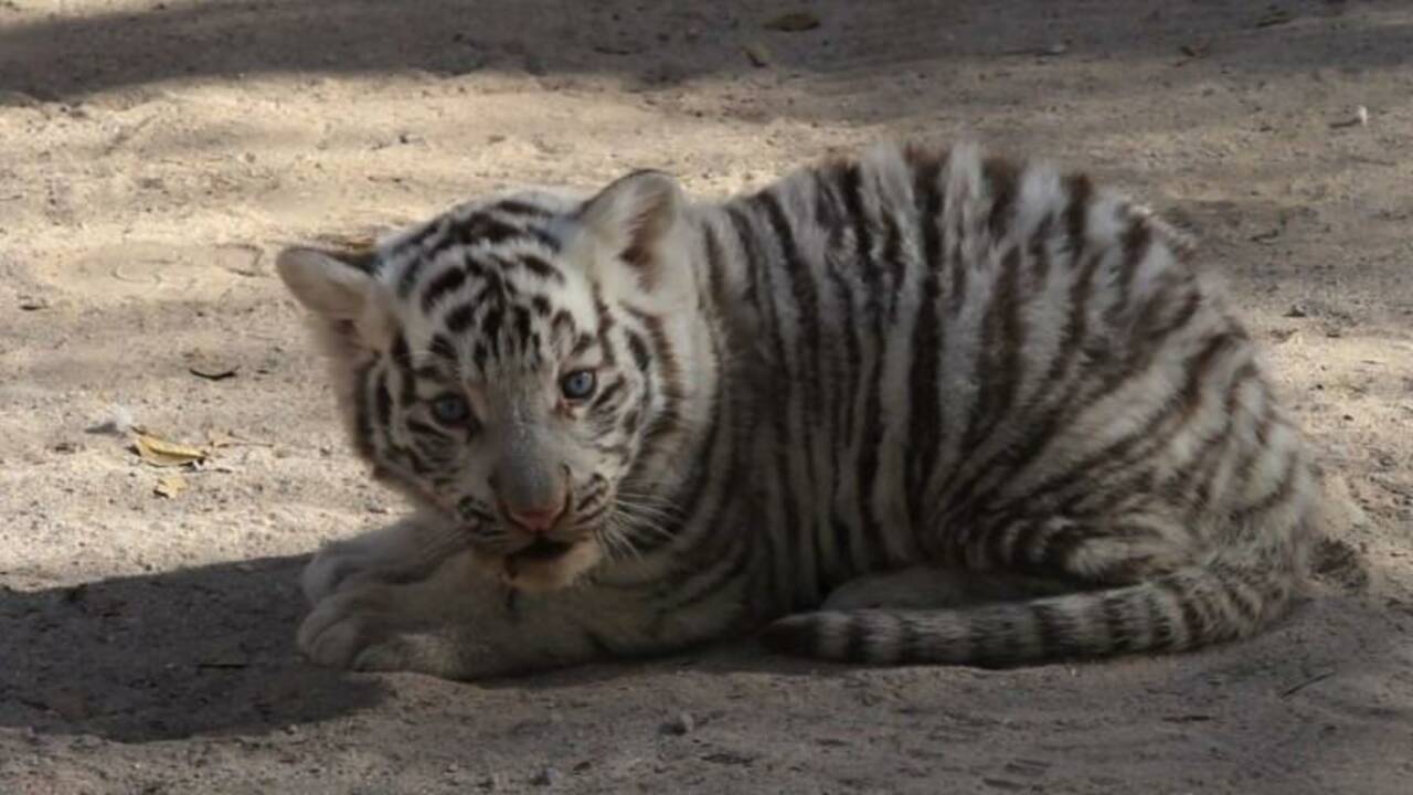 VIDÉO - Des bébés animaux font le bonheur d'un zoo mexicain