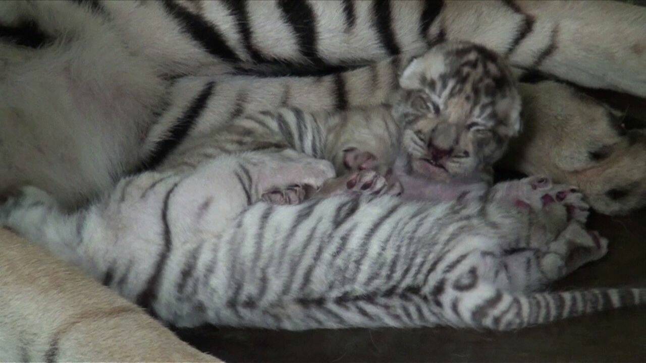 VIDÉO – Carnet rose : naissance de deux bébés tigres du Bengale dans un zoo d'Indonésie