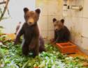 VIDÉO - Bulgarie : Trois oursons perdus ont été sauvés par des villageois