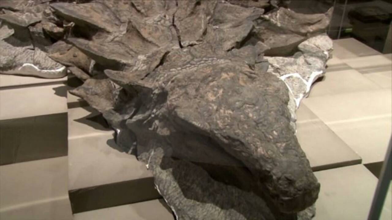 Des scientifiques révèlent l'histoire d'un dinosaure canadien