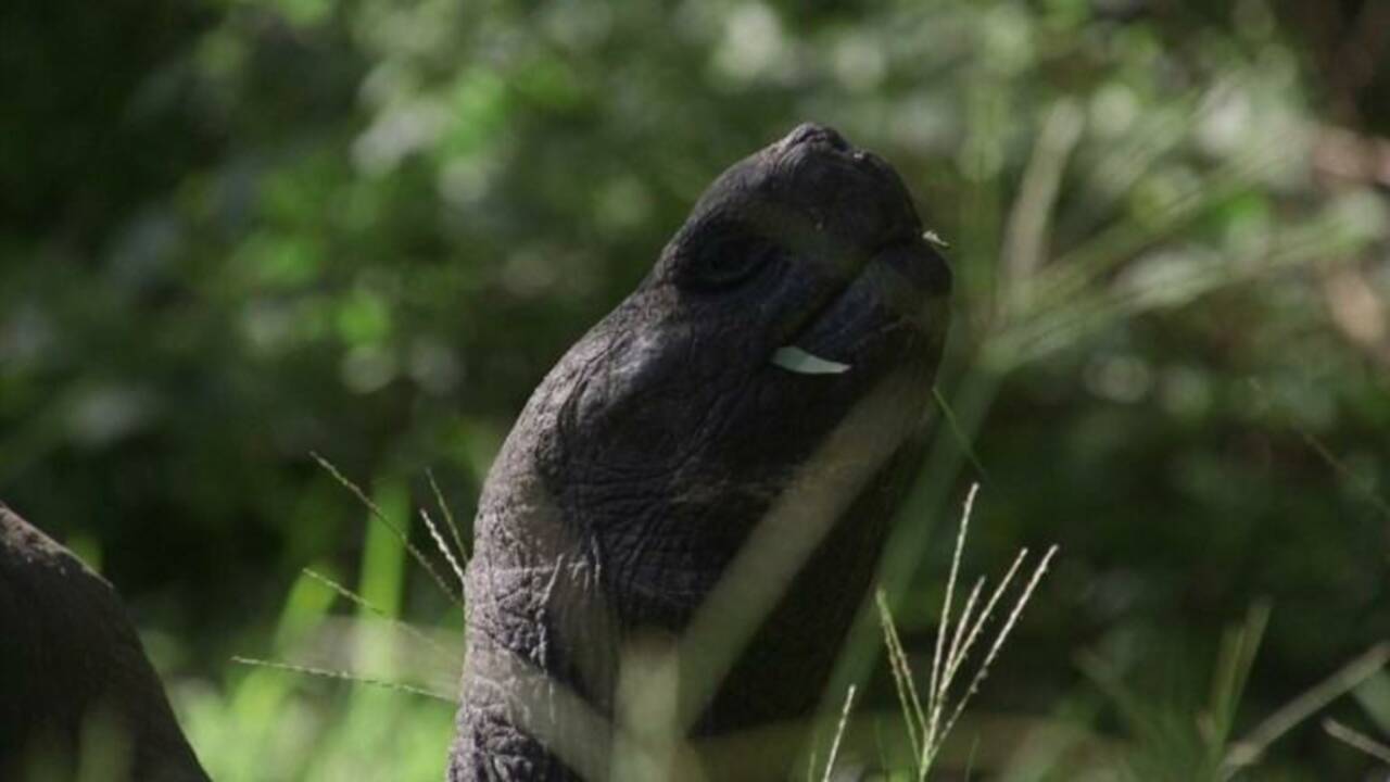 Equateur : Donfaustoi, le dernier géant découvert aux Galapagos