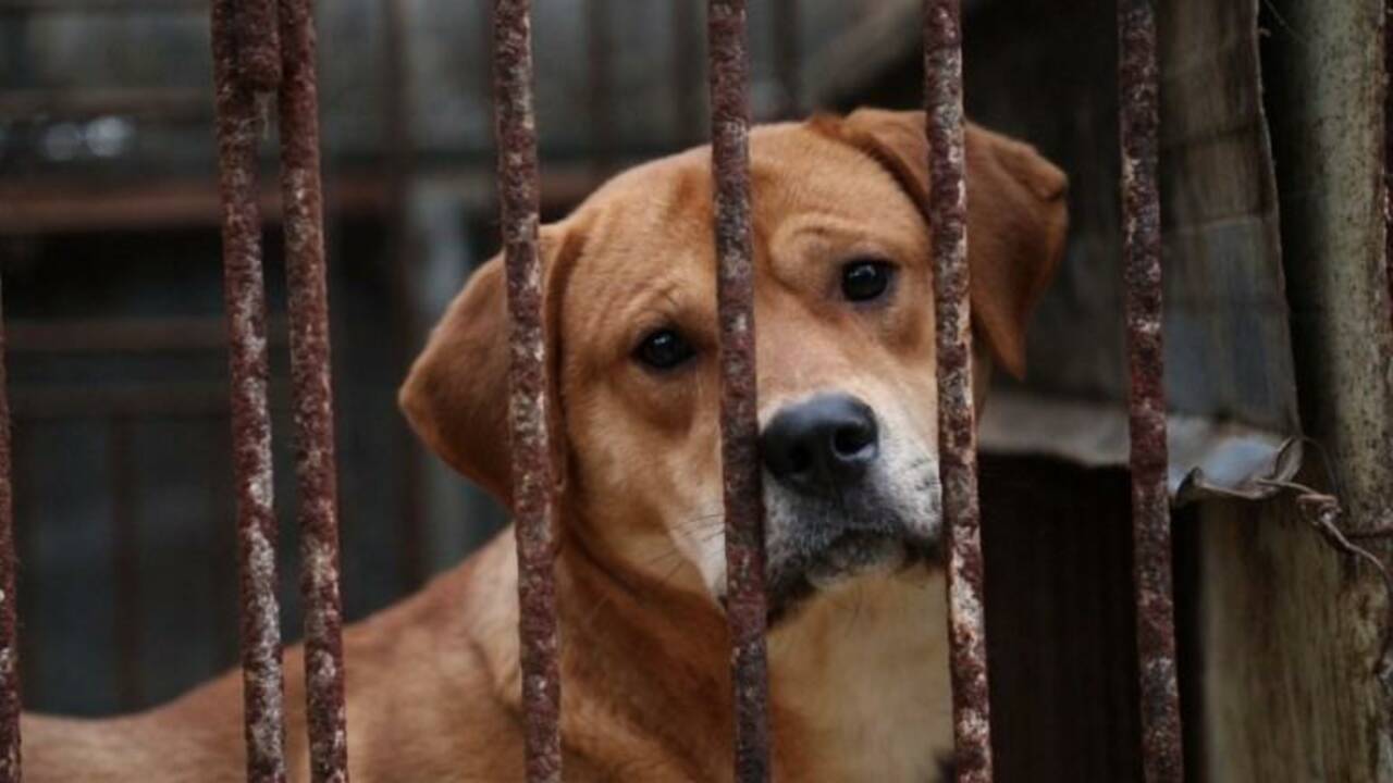 VIDÉO - Rencontre avec un éleveur de viande canine en Corée du Sud