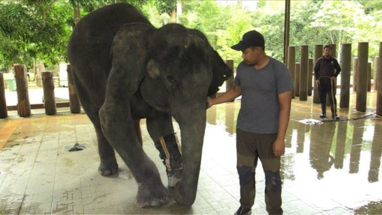 En Malaisie, un sanctuaire pour éléphants abandonnés