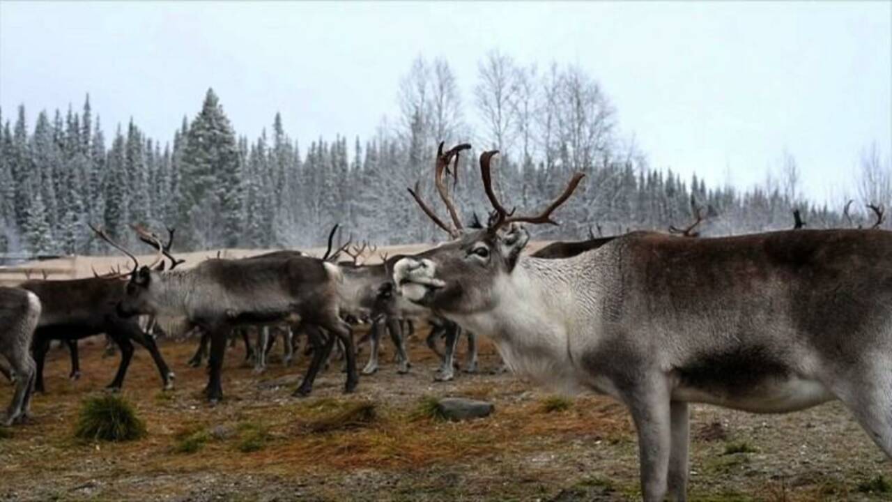VIDÉO - En Norvège, les rennes victimes du "coup de chaud" dans l'Arctique