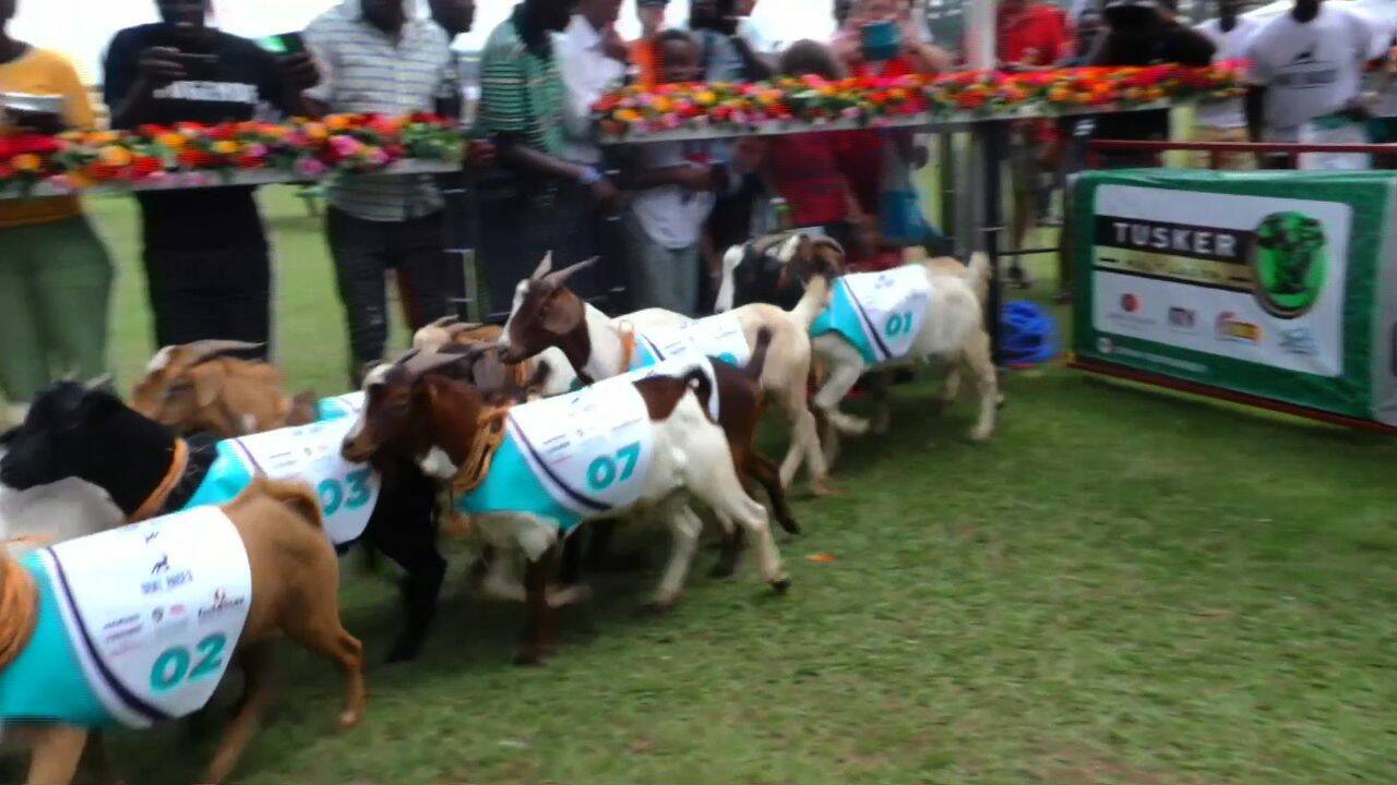 VIDÉO - En Ouganda, les prestigieuses courses Royal Ascot se courent... avec des chèvres !