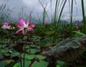 En Thaïlande, retour miraculeux des lotus sacrés